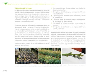 [ 18 ]
Manejo fitosanitario del cultivo del aguacate Hass (Persea americana Mill) - Medidas para la temporada invernal
• C...