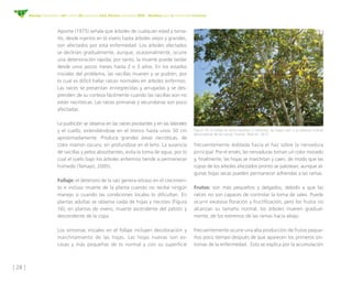[ 30 ]
Manejo fitosanitario del cultivo del aguacate Hass (Persea americana Mill) - Medidas para la temporada invernal
de ...