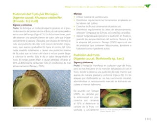 [ 35 ]
Manejo fitosanitario del cultivo del aguacate Hass (Persea americana Mill) - Medidas para la temporada invernal
• R...