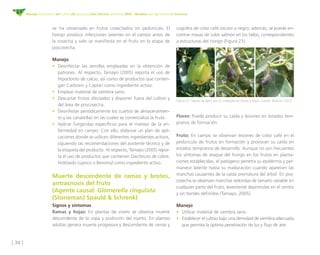 [ 36 ]
Manejo fitosanitario del cultivo del aguacate Hass (Persea americana Mill) - Medidas para la temporada invernal
• D...