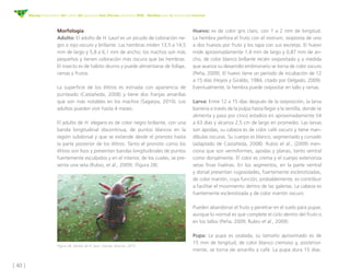 [ 42 ]
Manejo fitosanitario del cultivo del aguacate Hass (Persea americana Mill) - Medidas para la temporada invernal
• R...