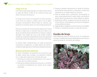 [ 8 ]
Manejo fitosanitario del cultivo del cacao (Theobroma cacao L.) - Medidas para la temporada invernal
Haga el re-se
Una mazorca esporulada ubicada a una altura de dos metros
es capaz de infectar al 40% de las mazorcas vecinas que
estén a 20 metros de distancia.
El manejo de la monilia se fundamenta en evitar la presen-
cia de frutos con esporas o semillas, para lo cual se deben
recolectar semanalmente (RE-SE) todas las mazorcas que
presenten los síntomas previos a la mencionada esporulación.
Para que la recolección semanal pueda realizarse de manera
efectiva y a bajo costo, es necesario adecuar el árbol a una
altura que permita alcanzar fácilmente las mazorcas y pepinos
afectados. Este arreglo del cacao y del sombrío modifica
también las condiciones ambientales del interior de la plantación
haciéndolas menos favorables para el crecimiento del hongo.
Lo anterior debe complementarse con todas las prácticas
conducentes a proporcionar un estado óptimo de nutrición y
condiciones adecuadas para el desempeño productivo del cacao.
Buenas prácticas agrícolas
En orden cronológico, las siguientes son las prácticas que
se deben realizar para conseguir una plantación moderna
con un adecuado manejo de la moniliasis del cacao:
1.	Disminuya los niveles de sombreamiento en los casos en
el que este se considera excesivo.
2.	Destruya los árboles improductivos de cacao; su condición
no permite la rehabilitación por ninguno de los medios
disponibles.
3.	Soquee los árboles improductivos en donde la condición
de sanidad de raíces permita su renovación a través de la
injertación en un chupón basal o en el tronco.
4.	Pode los árboles sanos y productivos, disminuyendo su
altura, hasta solamente tres a cuatro metros, esto facilita el
alcance de los frutos enfermos o de los maduros a cosechar.
5.	Implemente el RE-SE, programa semanal de remoción de
frutos enfermos, como respuesta concreta de la investigación
a este problema sanitario.
6.	Haga drenajes y manéjelos si su lote se encharca con facilidad.
7.	Fertilice su cacaotal de acuerdo a un plan de nutrición.
Escoba de bruja
Enfermedad que ataca el cultivo de cacao. Es causada por
el hongo Crinipellis perniciosao Moniliophthora perniciosa y
afecta los tejidos en crecimiento de la planta.
 