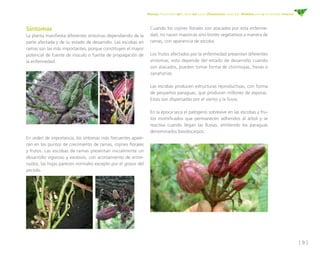 [ 9 ]
Manejo fitosanitario del cultivo del cacao (Theobroma cacao L.) - Medidas para la temporada invernal
Síntomas
La planta manifiesta diferentes síntomas dependiendo de la
parte afectada y de su estado de desarrollo. Las escobas en
ramas son las más importantes, porque constituyen el mayor
potencial de fuente de inoculo o fuente de propagación de
la enfermedad.
Cuando los cojines florales son atacados por esta enferme-
dad, no nacen mazorcas sino brotes vegetativos a manera de
ramas, con apariencia de escoba.
Los frutos afectados por la enfermedad presentan diferentes
síntomas; esto depende del estado de desarrollo cuando
son atacados, pueden tomar forma de chirimoyas, fresas o
zanahorias.
Las escobas producen estructuras reproductivas, con forma
de pequeños paraguas, que producen millones de esporas.
Estas son dispersadas por el viento y la lluvia.
En la época seca el patógeno sobrevive en las escobas y fru-
tos momificados que permanecen adheridos al árbol y se
reactiva cuando llegan las lluvias, emitiendo los paraguas
denominados basidocarpos.
En orden de importancia, los síntomas más frecuentes apare-
cen en los puntos de crecimiento de ramas, cojines florales
y frutos. Las escobas de ramas presentan inicialmente un
desarrollo vigoroso y excesivo, con acortamiento de entre-
nudos, las hojas parecen normales excepto por el grosor del
pecíolo.
 