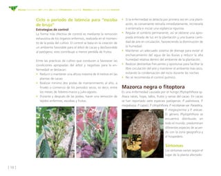 [ 10 ]
Manejo fitosanitario del cultivo del cacao (Theobroma cacao L.) - Medidas para la temporada invernal
Ciclo o periodo de latencia para “escoba
de bruja”
Estrategias de control
La forma más efectiva de control es mediante la remoción
exhaustiva de los órganos enfermos, realizada en el momen-
to de la poda del cultivo. El control se basa en la creación de
un ambiente favorable para el árbol de cacao y desfavorable
al patógeno; esto contribuye a menor perdida de frutos.
Entre las prácticas de cultivo que conducen a favorecer las
condiciones apropiadas del árbol y negativas para la en-
fermedad se destacan:
•	 Reducir o mantener una altura máxima de 4 metros en las
plantas de cacao.
•	 Realizar mínimo dos podas de mantenimiento al año, a
finales o comienzo de los periodos secos, es decir, entre
los meses de febrero-marzo y julio-agosto.
•	 Durante y después de las podas, hacer una remoción de
tejidos enfermos, escobas y frutos.
•	 Si la enfermedad se detecta por primera vez en una plant-
ación, es conveniente retirarla inmediatamente, incinerarla
o enterrarla e iniciar una vigilancia rigurosa.
•	 Regular el sombrío permanente, así se obtiene una apro-
piada entrada de luz en la plantación y una buena canti-
dad de aire en circulación, favoreciendo la disminución de
la humedad.
•	 Mantener un adecuado sistema de drenaje para evitar el
encharcamiento del agua de las lluvias y reducir la alta
humedad relativa dentro del ambiente de la plantación.
•	 Realizar deshierbas frecuentes y oportunas para facilitar la
libre circulación del aire y mantener el ambiente más seco,
evitando la condensación del rocío durante las noches.
•	 No se recomienda el control químico.
Mazorca negra o fitoptora
Es una enfermedad causada por el hongo Phytophthora sp.
Ataca raíces, hojas, tallos, frutos y ramas del cacao. En cacao
se han reportado siete especies patógenas: P. palmivora, P.
megakarya, P. capsici, P. citrophthora, P. nicotianae var. Parasitica,
P. megasperma y P. arecae.
El género Phytophthora se
encuentra distribuido en
todo el mundo; predominan
diferentes especies de acuer-
do con la zona geográfica y
el hospedero.
Síntomas
Los síntomas varían según el
lugar de la planta afectado:
 