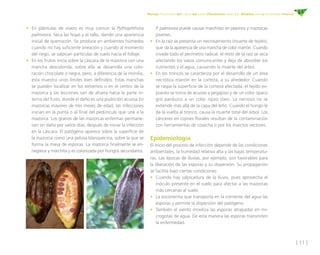 [ 11 ]
Manejo fitosanitario del cultivo del cacao (Theobroma cacao L.) - Medidas para la temporada invernal
•	 En plántulas de vivero es muy común la Pythophthora
palmivora. Seca las hojas y el tallo, dando una apariencia
inicial de quemazón. Se produce en ambientes húmedos
cuando no hay suficiente aireación y cuando al momento
del riego, se salpican partículas de suelo hacia el follaje.
•	 En los frutos inicia sobre la cáscara de la mazorca con una
mancha descolorida; sobre ella se desarrolla una colo-
ración chocolate o negra, pero, a diferencia de la monilia,
esta muestra unos límites bien definidos. Estas manchas
se pueden localizar en los extremos o en el centro de la
mazorca y las lecciones van de afuera hacia la parte in-
terna del fruto, donde el daño es una pudrición acuosa.En
mazorcas mayores de tres meses de edad, las infecciones
inician en la punta o al final del pedúnculo que une a la
mazorca. Los granos de las mazorcas enfermas permane-
cen sin daño por varios días, después de iniciar la infección
en la cáscara. El patógeno aparece sobre la superficie de
la mazorca como una pelusa blanquecina, sobre la que se
forma la masa de esporas. La mazorca finalmente se en-
negrece y marchita y es colonizada por hongos secundarios.
P. palmivora puede causar marchitez en pepinos y mazorcas
jóvenes.
•	 En la raíz se presenta un necrosamiento (muerte de tejido),
que da la apariencia de una mancha de color marrón. Cuando
invade todo el perímetro radical, el resto de la raíz se seca
afectando los vasos comunicantes y deja de absorber los
nutrientes y el agua, causando la muerte del árbol.
•	 En los troncos se caracteriza por el desarrollo de un área
necrótica marrón en la corteza, a su alrededor. Cuando
se raspa la superficie de la corteza afectada, el tejido ex-
puesto se torna de acuoso a pegajoso y de un color opaco
gris parduzco a un color rojizo claro. La necrosis no se
extiende más allá de la capa del leño. Cuando el hongo le
da la vuelta al tronco, causa la muerte total del árbol. Los
cánceres en cojines florales resultan de la contaminación
con herramientas de cosecha o por los insectos vectores.
Epidemiología
El inicio del proceso de infección depende de las condiciones
ambientales, la humedad relativa alta y las bajas temperatu-
ras. Las épocas de lluvias, por ejemplo, son favorables para
la liberación de las esporas y su dispersión. Su propagación
se facilita bajo ciertas condiciones:
•	 Cuando hay salpicadura de la lluvia, pues aprovecha el
inóculo presente en el suelo para afectar a las mazorcas
más cercanas al suelo.
•	 La escorrentía que transporta en la corriente del agua las
esporas y permite la dispersión del patógeno.
•	 También el viento moviliza las esporas atrapadas en mi-
crogotas de agua. De esta manera las esporas transmiten
la enfermedad.
 