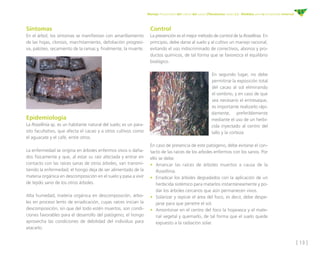 [ 13 ]
Manejo fitosanitario del cultivo del cacao (Theobroma cacao L.) - Medidas para la temporada invernal
Síntomas
En el árbol, los síntomas se manifiestan con amarillamiento
de las hojas, clorosis, marchitamiento, defoliación progresi-
va, paloteo, secamiento de la ramas y, finalmente, la muerte.
Control
La prevención es el mejor método de control de la Rosellinia. En
principio, debe darse al suelo y al cultivo un manejo racional,
evitando el uso indiscriminado de correctivos, abonos y pro-
ductos químicos, de tal forma que se favorezca el equilibrio
biológico.
En segundo lugar, no debe
permitirse la exposición total
del cacao al sol eliminando
el sombrío, y en caso de que
sea necesario el entresaque,
es importante realizarlo rápi-
damente, preferiblemente
mediante el uso de un herbi-
cida inyectado al centro del
tallo y la corteza.
En caso de presencia de este patógeno, debe evitarse el con-
tacto de las raíces de los arboles enfermos con los sanos. Por
ello se debe:
•	 Arrancar las raíces de árboles muertos a causa de la
Rosellinia.
•	 Erradicar los árboles degradados con la aplicación de un
herbicida sistémico para matarlos instantáneamente y po-
dar los árboles cercanos que aún permanecen vivos.
•	 Solarizar y repicar el área del foco, es decir, debe despe-
jarse para que penetre el sol.
•	 Amontonar en el centro del foco la hojarasca y el mate-
rial vegetal y quemarlo, de tal forma que el suelo quede
expuesto a la radiación solar.
Epidemiología
La Rosellinia sp. es un habitante natural del suelo; es un para-
sito facultativo, que afecta el cacao y a otros cultivos como
el aguacate y el café, entre otros.
La enfermedad se origina en árboles enfermos vivos o daña-
dos físicamente y que, al estar su raíz afectada y entrar en
contacto con las raíces sanas de otros árboles, van transmi-
tiendo la enfermedad; el hongo deja de ser alimentado de la
materia orgánica en descomposición en el suelo y pasa a vivir
de tejido sano de los otros árboles.
Alta humedad, materia orgánica en descomposición, árbo-
les en proceso lento de erradicación, cuyas raíces inician la
descomposición, sin que del todo estén muertos, son condi-
ciones favorables para el desarrollo del patógeno; el hongo
aprovecha las condiciones de debilidad del individuo para
atacarlo.
 