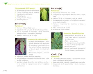 [ 18 ]
Manejo fitosanitario del cultivo del cacao (Theobroma cacao L.) - Medidas para la temporada invernal
Síntomas de deficiencias
•	 Se detiene el crecimiento de las plantas.
•	 Clorosis en las hojas bajas de la planta.
•	 Hojas pequeñas y delgadas. 
•	 Tallos delgados.
•	 Caída prematura de hojas.
•	 Floración prematura.
Fósforo (P)
Funciones
•	 Promueve el desarrollo de raíces. 
•	 Importante en la formación de flores, frutos y semillas.
•	 Vital en el proceso de fotosíntesis y en el transporte,
almacenamiento y transferencia de energía.
•	 Acelera la maduración de los frutos.
Síntomas de deficiencias
•	 La planta crece lentamente y las ho-
jas más pequeñas no se desarrollan.
•	 El crecimiento nuevo tiene entrenu-
dos cortos y las hojas se posicionan
en ángulo agudo con relación a la
rama.
•	 Raíces cortas, delgadas y poco pro-
fundas.
•	 Plantas con precario desarrollo vegetativo.
•	 Deficiencia en los procesos de formación de flores, frutos,
semillas, entre otros.
•	 Las hojas maduras desarrollan color pálido en los filos y
en las puntas; las hojas jóvenes se tornan más pálidas
que las venas.
Potasio (K)
Funciones
•	 Denominado el elemento de la calidad. 
•	 Encargado del engrosamiento de frutos, granos y tubér-
culos. 
•	 Translocación de los fotosintatos (carga del floema).
•	 Regula el agua en las células y en los tejidos (transpiración,
concentración de sales).
•	Promueve mecanismos de resistencia a plagas y
patógenos. 
•	 Activa la absorción de nitratos.
•	 Aumento de sólidos solubles. 
Síntomas de deficiencias
•	Amarillamiento del borde de las
hojas hacia adentro, inicialmente
en hojas viejas.
•	 Tallos y ramas débiles.
•	 Frutos y granos pequeños, insípidos.
A veces sin un llenado adecuado.
•	 Entrenudos cortos.
•	 Plantas mayormente afectadas por
sequías, heladas y enfermedades.
Calcio (Ca)
Funciones
•	Crecimiento y fortaleza en tallos y raíces jóvenes (división
celular y elongación de las células).
•	 Aumenta la vida de anaquel de frutos y órganos cosechados.
•	Componente de la pared celular y de la membrana
plasmática.
 