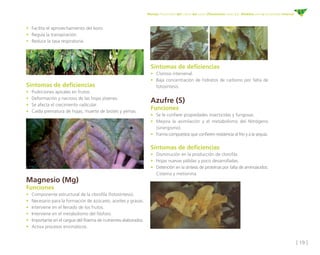 [ 19 ]
Manejo fitosanitario del cultivo del cacao (Theobroma cacao L.) - Medidas para la temporada invernal
•	 Facilita el aprovechamiento del boro.
•	 Regula la transpiración.
•	 Reduce la tasa respiratoria.
	
Sintomas de deficiencias
•	 Clorosis intervenal.
•	 Baja concentración de hidratos de carbono por falta de
fotosíntesis.
Azufre (S)
Funciones
•	 Se le confiere propiedades insecticidas y fungosas.
•	 Mejora la asimilación y el metabolismo del Nitrógeno
(sinergismo).
•	 Forma compuestos que confieren resistencia al frío y a la sequía.
Síntomas de deficiencias
•	 Disminución en la producción de clorofila.
•	 Hojas nuevas pálidas y poco desarrolladas.
•	 Detención en la síntesis de proteínas por falta de aminoácidos:
Cisteína y metionina.
Síntomas de deficiencias
•	 Pudriciones apicales en frutos.
•	 Deformación y necrosis de las hojas jóvenes.
•	 Se afecta el crecimiento radicular.
•	 Caída prematura de hojas, muerte de brotes y yemas.
Magnesio (Mg)
Funciones
•	 Componente estructural de la clorofila (fotosíntesis).
•	 Necesario para la formación de azúcares, aceites y grasas.
•	 Interviene en el llenado de los frutos.
• 	Interviene en el metabolismo del fósforo.
•	 Importante en el cargue del floema de nutrientes elaborados.
•	 Activa procesos enzimáticos.
 