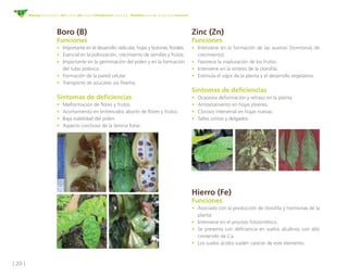 [ 20 ]
Manejo fitosanitario del cultivo del cacao (Theobroma cacao L.) - Medidas para la temporada invernal
Boro (B)
Funciones
•	 Importante en el desarrollo radicular, hojas y botones florales.
•	 Esencial en la polinización, crecimiento de semillas y frutos.
•	 Importante en la germinación del polen y en la formación
del tubo polínico.
•	 Formación de la pared celular.
•	 Transporte de azucares vía floema.
Síntomas de deficiencias
•	 Malformación de flores y frutos.
•	 Acortamiento en entrenudos aborto de flores y frutos.
•	 Baja viabilidad del polen.
•	 Aspecto corchoso de la lámina foliar.
Zinc (Zn)
Funciones
•	 Interviene en la formación de las auxinas (hormonas de
crecimiento).
•	 Favorece la maduración de los frutos.
•	 Interviene en la síntesis de la clorofila.
•	 Estimula el vigor de la planta y el desarrollo vegetativo.
Síntomas de deficiencias
•	 Ocasiona deformación y retraso en la planta.
•	 Arrosetamiento en hojas jóvenes.
•	 Clorosis intervenal en hojas nuevas.
•	 Tallos cortos y delgados.
Hierro (Fe)
Funciones
•	 Asociado con la producción de clorofila y hormonas de la
planta.
•	 Interviene en el proceso fotosintético.
•	 Se presenta con deficiencia en suelos alcalinos con alto
contenido de Ca.
•	 Los suelos ácidos suelen carecer de este elemento.
 