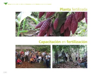[ 22 ]
Manejo fitosanitario del cultivo del cacao (Theobroma cacao L.) - Medidas para la temporada invernal
Planta fertilizada
Capacitación en fertilización
 