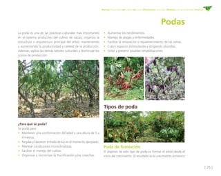 [ 25 ]
Manejo fitosanitario del cultivo del cacao (Theobroma cacao L.) - Medidas para la temporada invernal
Podas
•	 Aumentar los rendimientos.  
•	 Manejo de plagas y enfermedades. 
•	 Facilitar la renovación o rejuvenecimiento de las ramas.
•	 Cubrir espacios estimulando y dirigiendo plumillas. 
•	 Evitar y prevenir posibles rehabilitaciones.
La poda es una de las prácticas culturales más importantes
en el sistema productivo del cultivo de cacao; organiza la
estructura o arquitectura principal del árbol, manteniendo
y aumentando la productividad y calidad de la producción.
Además, agiliza las demás labores culturales y disminuye los
costos de producción.
¿Para qué se poda?
Se poda para:
•	 Mantener una conformación del árbol y una altura de 3 a
4 metros.
•	 Regular y favorecer entrada de luz en el momento apropiado.
•	 Manejar condiciones microclimáticas.
•	 Facilitar el manejo del cultivo.
•	 Organizar y sincronizar la fructificación y las cosechas.
Tipos de poda
Poda de formación
El objetivo de este tipo de poda es formar el árbol desde el
inicio del crecimiento. El resultado es el crecimiento armónico
 