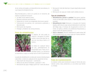 [ 26 ]
Manejo fitosanitario del cultivo del cacao (Theobroma cacao L.) - Medidas para la temporada invernal
de las ramas principales y el desarrollo de las secundarias, lo
cual mejora la entrada de la luz.
Recomendaciones a tener en cuenta en el momento de
realizar la poda de formación:
•	 Se debe iniciar desde el vivero. 
•	 Requiere revisiones permanentes. 
•	 Despuntes en ramas con exageradas dominancia apical. 
•	 Tutoramiento de plantas con crecimiento acelerado y
desordenado.
•	 Eliminación de chupones. 
•	 Proteger y fortalecer las ramas primarias.
	
Poda de rehabilitación
El objetivo de esta poda es
mejorar o recuperar la confor-
mación cónica del árbol de ca-
cao con una altura menor a 4
metros.
Se realiza en cualquier época
del año, preferiblemente en
temporadas secas. Tiene una in-
tensidad fuerte y su frecuencia
es esporádica o según el manejo que se le dé a la plantación.
La poda de rehabilitación se realiza de manera individual para
cada árbol, a través de cualquiera de las siguientes formas:
•	 Poda fuerte de restauración – orientación.
•	 Reducción de altura inmediata – gradual (3 - 4m).
•	 Renovación de copa o follaje a partir de 1 metro de altura.
•	 Renovación total del árbol por chupón basal seleccionado
o inducido.
•	 Renovación de copa por medio injerto doble al tronco.
	
Tipos de rehabilitación
•	 Rehabilitación parcial o gradual: Recuperar gradual-
mente el área foliar cónica natural, a través de podas fuertes
sucesivas.
•	 Rehabilitación total: Restaurar o recuperar de manera
rápida y definitiva la copa natural realizando el corte total
del follaje viejo. El tiempo de recuperación es de 6 a 8
meses. Se aplica a árboles con problemas fitosanitarios y
ataque fuerte de plantas parásitas.
•	 Soca o renuevo: Eliminar totalmente la parte aérea del
árbol estableciendo una nueva copa con nuevos rebrotes.
	
Poda de mantenimiento
Se realizan cortes para mantener la copa en forma de cono
natural, activa, sana, productiva y a una altura que facilite
su manejo.
 