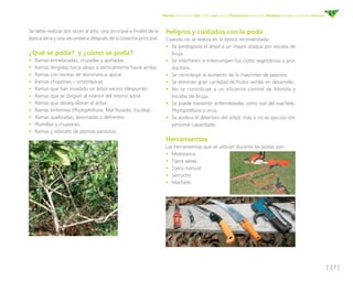 [ 27 ]
Manejo fitosanitario del cultivo del cacao (Theobroma cacao L.) - Medidas para la temporada invernal
Se debe realizar dos veces al año, una principal a finales de la
época seca y una secundaria después de la cosecha principal.
¿Qué se poda? y ¿cómo se poda?
•	 Ramas entrelazadas, cruzadas y apiñadas.
•	 Ramas dirigidas hacia abajo o verticalmente hacia arriba.
•	 Ramas con exceso de dominancia apical.
•	 Ramas chupones – ortotrópicas.
•	 Ramas que han invadido un árbol vecino (despunte). 
•	 Ramas que se dirigían al interior del mismo árbol.
•	 Ramas que desequilibran el árbol. 
•	 Ramas enfermas (Phytophthora, Mal Rosado, Escoba).
•	 Ramas quebradas, lesionadas o deformes.
•	 Plumillas y chupones.
•	 Ramas y rebrotes de plantas parasitas.
Peligros y cuidados con la poda
Cuando no se realiza en la época recomendada:
•	 Se predispone el árbol a un mayor ataque por escoba de
bruja.
•	 Se interfieren e interrumpen los ciclos vegetativos y pro-
ductivos.
•	 Se contribuye al aumento de la marchitez de pepinos. 
•	 Se eliminan gran cantidad de frutos verdes en desarrollo.
•	 No se contribuye a un eficiente control de Monilia y
escoba de bruja. 
•	 Se puede transmitir enfermedades como mal del machete,
Phytophthora o virus.
•	 Se acelera el deterioro del árbol, más si no se ejecuta con
personal capacitado.
Herramientas
Las herramientas que se utilizan durante las podas son:
•	Motosierra
•	 Tijera aérea
•	 Tijera manual
•	Serrucho
•	Machete
 