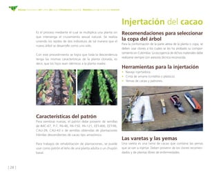 [ 28 ]
Manejo fitosanitario del cultivo del cacao (Theobroma cacao L.) - Medidas para la temporada invernal
Injertación del cacao
Es el proceso mediante el cual se multiplica una planta sin
que intervenga el cruzamiento sexual natural. Se realiza
uniendo los tejidos de dos individuos de tal manera que el
nuevo árbol se desarrolle como uno solo.
Con este procedimiento se logra que toda la descendencia
tenga las mismas características de la planta clonada, es
decir, que los hijos sean idénticos a la planta madre.
Recomendaciones para seleccionar
la copa del árbol
Para la conformación de la parte aérea de la planta o copa, se
deben usar clones a los cuales se les ha probado su compor-
tamiento en Colombia. La escogencia de dichos materiales debe
realizarse siempre con asesoría técnica reconocida.
	
Herramientas para la injertación
•	 Navaja injertadora.
•	 Cinta de amarre (cintelita o plástico).
•	 Yemas de cacao y patrones.
	
Características del patrón
Para siembras nuevas, el patrón debe provenir de semillas
de IMC-67, P-7, PA-46, PA-150, PA-121, EET-400, EET-96,
CAU-39, CAU-43 o de semillas obtenidas de plantaciones
híbridas descendientes de cacao tipo amazónico.
Para trabajos de rehabilitación de plantaciones, se puede
usar como patrón el leño de una planta adulta o un chupón
basal.
Las varetas y las yemas
Una vareta es una rama de cacao que contiene las yemas
que se van a injertar. Deben provenir de los clones recomen-
dados y de plantas libres de enfermedades.
 