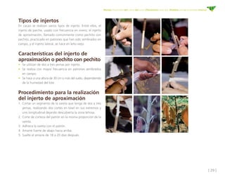 [ 29 ]
Manejo fitosanitario del cultivo del cacao (Theobroma cacao L.) - Medidas para la temporada invernal
Tipos de injertos
En cacao se realizan varios tipos de injerto. Entre ellos, el
injerto de parche, usado con frecuencia en vivero; el injerto
de aproximación, llamado comúnmente como pechito con
pechito, practicado en patrones que han sido sembrados en
campo, y el injerto lateral, se hace en leño viejo.
Características del injerto de
aproximación o pechito con pechito
•	 Se utilizan de dos a tres yemas por injerto.
•	 Se realiza con mayor frecuencia en patrones sembrados
en campo.
•	 Se hace a una altura de 30 cm o más del suelo, dependiendo
de la humedad del lote.
	
Procedimiento para la realización
del injerto de aproximación	
1.	Cortar un segmento de la vareta que tenga de dos a tres
yemas, realizando dos cortes en bisel en sus extremos y
uno longitudinal dejando descubierta la zona leñosa.
2.	Corte de corteza del patrón en la misma proporción de la
vareta.
3.	Adhiera la vareta con el patrón.
4.	Amarre fuerte de abajo hacia arriba.
5.	Suelte el amarre de 18 a 20 días después.
 