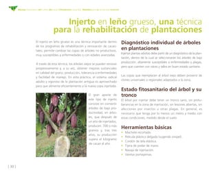 [ 30 ]
Manejo fitosanitario del cultivo del cacao (Theobroma cacao L.) - Medidas para la temporada invernal
Injerto en leño grueso, una técnica
para la rehabilitación de plantaciones
Diagnóstico individual de árboles
en plantaciones
Injertar plantas adultas debe partir de un diagnóstico de la plan-
tación, dentro de la cual se seleccionarán los árboles de baja
producción, altamente susceptibles a enfermedades y plagas,
pero que cuenten con raíces y tallos en buen estado sanitario.
Las copas que reemplacen al árbol viejo deben provenir de
clones universales o regionales adaptados a la zona.
Estado fitosanitario del árbol y su
tronco
El árbol por injertar debe tener un tronco sano, sin protu-
berancias en la zona de injertación, sin lesiones abiertas, sin
afecciones por insectos u otras plagas. En general, es
necesario que tenga por lo menos un metro y medio con
estas condiciones, medido desde el suelo.
Herramientas básicas
•	 Machete recortado. 
•	 Película plástica delgada (sugerido vinipel).
•	 Cordón de tela elástica. 
•	 Tijera de podar de mano. 
•	 Navaja de injertación. 
•	 Varetas portayemas.
El injerto en leño grueso es una técnica importante dentro
de los programas de rehabilitación y renovación de cacao-
tales; permite cambiar las copas de árboles no productivos,
muy susceptibles a enfermedades o con edades avanzadas.
A través de esta técnica, los árboles viejos se pueden renovar
progresivamente y, a su vez, obtener mejoras sustanciales
en calidad del grano, producción, tolerancia a enfermedades
y facilidad de manejo. En esta práctica, el sistema radical
adulto y vigoroso de la plantación antigua es aprovechado
para que alimente eficientemente a la nueva copa injertada.
El gran aporte de
este tipo de injerto
consiste en convertir
árboles de baja pro-
ductividad, en árbo-
les, que después de
un año de injertados,
producen 700 o más
gramos y, tras tres
años, su producción
supera el kilogramo
de cacao al año.
 