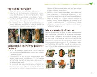 [ 31 ]
Manejo fitosanitario del cultivo del cacao (Theobroma cacao L.) - Medidas para la temporada invernal
Proceso de injertación
•	 El injerto debe estar orientado según la pendiente.
•	 Si el árbol esta dentro de un lote con pendiente pronun-
ciada, deberá ubicarse en dirección a la ladera. Así se
desarrollará sin desgarres de las ramas debido al peso.
•	 Cuando la pendiente no sea considerable, el injerto se
podrá poner por el lado por donde reciba más sol.
•	 En el tronco se ubicara una zona sin protuberancias, que
permita realizar sin dificultades los cortes, el amarre y el
cubrimiento con la película plástica de vinipel.
	
contrario de la punta de la vareta. Esta área debe quedar
en fuerte contacto con el tronco.
•	 Hechos los cortes y preparada la vareta, se introduce en el
corte en forma de “T”. El bisel de la vareta entrará en con-
tacto con las partes blancas de los tejidos leñosos del tronco.
•	 Luego, se amarra con el cordón elástico, sujetando la
vareta al tronco. Después del amarre se envuelve con el
“vinipel”, empezando unos 15 centímetros por debajo
del injerto y terminando unos 20 por encima, cubriendo y
“sellándolo” totalmente.
Manejo posterior al injerto
Después de ejecutado el injerto, el árbol deberá podarse
para incentivar el crecimiento de las yemas implantadas,
dentro de ellas el del injerto. Se recomienda eliminar el 40%
del área foliar, conservando un buen número de hojas que
garanticen la nutrición del injerto y conserven vivo el tronco.
Posteriormente, se elimina otro 40 % y, finalmente, se po-
dará la totalidad del área foliar cuando la nueva copa pre-
sente ramas y hojas que puedan alimentar al nuevo árbol.Ejecución del injerto y su posterior
destape
•	 Se hace un raspado o limpieza en el tronco; luego un
corte horizontal que debe penetrar hasta la capa brillante
y resbalosa del leño.
•	 Posteriormente, se hace un corte longitudinal de igual
tamaño que el anterior formando una “T”. Con la punta
del machete se levanta la corteza a lado y lado del corte y
allí se introduce la vareta.
•	 Se recomienda usar segmentos de vareta que porten tres
puntos de crecimiento o yemas. Al cual se le hace un
corte en bisel no inferior a dos centímetros en el extremo
 
