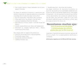 [ 38 ]
Manejo fitosanitario del cultivo del cacao (Theobroma cacao L.) - Medidas para la temporada invernal
•	 Sirex noctilio Fabricius. Avispa taladradora de los pinos-
plaga en forestales.
Las plagas de importancia económica o cuarentenaria pre-
sentes en el país que son objeto de vigilancia y corresponden
a las plagas denominadas A2 y bajo control oficial:
•	 Puccinia horiana Henn. Roya Blanca del Crisantemo,
•	 Thrips palmi Karny. Trips dorado o trips del melón
•	 Liriomyza huidobrensis Blanchard. Minador
•	 Maconellicoccus hirsutus (Green). Cochinilla Rosada del
hibiscus
•	 Ceratitis capitata Wiedemann. Mosca del mediterráneo
•	 Anastrepha sp. complejo fraterculus Wied. – (Mosca
suramericana de las frutas)
Otras plagas objeto de vigilancia fitosanitaria son:
•	 Uromyces transversalis (Thüm). Roya del gladiolo,
•	 Frankliniella auripes Hood.
•	 Frankliniella colombiana Moulton.
•	 Copitarsia Hampson spp.
•	 Raoiella indica Hirst - Acaro Rojo de las palmas
Las plagas endémicas de importancia económica se
priorizan de acuerdo con las necesidades establecidas por
la Dirección Técnica de Sanidad Vegetal de ICA. Estas plagas
corresponden a las de importancia económica que afectan
cultivos representativos de la producción agrícola nacional:
roya del cafeto, broca del cafeto, carbón de la caña, moko
del plátano, polilla de la papa, hernia de las crucíferas, gota
de la papa, picudo de los cítricos, etc.
Necesitamos muchos ojos
para la prevención de plagas
y enfermedades de cultivos
producidas por la Ola invernal.
Capacítese y haga parte del grupo de sensores agrícolas del
ICA en su región. Con su ayuda podremos identificarlas y
controlarlas.
Infórmese y regístrese en la Oficina ICA más cercana.
 