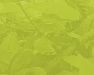 [ 4 ]
Manejo fitosanitario del cultivo del cacao (Theobroma cacao L.) - Medidas para la temporada invernal
 