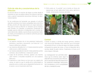 [ 7 ]
Manejo fitosanitario del cultivo del cacao (Theobroma cacao L.) - Medidas para la temporada invernal
Ciclo de vida de y características de la
infección
El ciclo de vida es el conjunto de etapas ocurridas desde el
momento en que una espora infecta una mazorca, germina,
crece y genera nuevamente estructuras infectivas, es decir,
nuevas esporas.
En las condiciones de Santander, por ejemplo, el ciclo de
vida de la monilia en los clones susceptibles dura entre 55 y
65 días y de 65 a 81 días sobre clones con mayor tolerancia.
Para que se inicie la infección es necesario que la mazorca
esté húmeda. En Colombia, se presentan condiciones fa-
vorables para la infección y el desarrollo de la monilia du-
rante todo el año, debido a que las lluvias se presentan todos
los meses y la humedad es una condición suficiente para que
inicie la infestación.
Síntomas
1.	Los pepinos menores de un mes presentan maduración
prematura, marchitez y secamiento. Los frutos de 1 a 3
meses se deforman y abultan.
2.	Las mazorcas afectadas de 2 a 3 meses presentan puntos
verde oscuro o deformaciones.
3.	Las mazorcas atacadas de más de 3 meses presentan puntos
aceitosos, islas amarillentas o maduración parcial.
4.	Luego de los primeros síntomas, aparece una mancha
color marrón o chocolate recubierta con una sustancia
blancuzca.
5.	Finalmente el color blanco se torna gris con aspecto de
ceniza; la razón es que la semilla de la enfermedad se
presenta como un polvo que se desprende fácilmente con
el viento o con el movimiento del fruto.
6.	Dicho polvo es “la semilla” de la monilia en forma de
esporas que, al caer sobre otros frutos sanos, germina e
invade, comenzando el proceso del daño.
Control
Cuando la espora o semilla del hongo germina, produce
unas estructuras llamadas hifas infectivas que se encargan
de penetrar el fruto. La infección llega a los tejidos centrales,
incluyendo los granos de cacao, e inicia el desarrollo de la
necrosis desde la parte interna. Finalmente, el fruto es el
único órgano infectado.
Las investigaciones han permitido deter-
minar que los síntomas varían según la
edad del fruto al momento de la infección,
pero la velocidad de desarrollo depende de
las condiciones ambientales, básicamente
de la temperatura y de la susceptibilidad
del clon o variedad de cacao.
 
