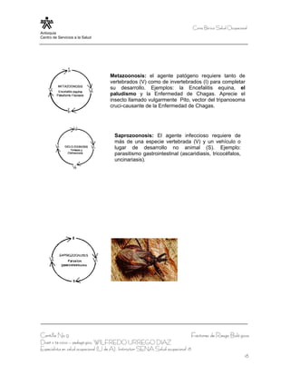Curso Bá sico Salud Ocupacional
Antioquia
Centro de Servicios a la Salud




                                     Metazoonosis: el agente patógeno requiere tanto de
                                     vertebrados (V) como de invertebrados (I) para completar
                                     su desarrollo. Ejemplos: la Encefalitis equina, el
                                     paludismo y la Enfermedad de Chagas. Aprecie el
                                     insecto llamado vulgarmente Pito, vector del tripanosoma
                                     cruci-causante de la Enfermedad de Chagas.




                                       Saprozoonosis: El agente infeccioso requiere de
                                       más de una especie vertebrada (V) y un vehículo o
                                       lugar de desarrollo no animal (S). Ejemplo:
                                       parasitismo gastrointestinal (ascaridiasis, tricocéfalos,
                                       uncinariasis).




Cartilla No 9                                                                      Factores de Riesgo Bioló gicos
Diseñ o té cnico – pedagó gico, WILFREDO URREGO DIAZ
Especialista en salud ocupacional (U de A), Instructor SENA Salud ocupacional 18
                                                                                                                18
 