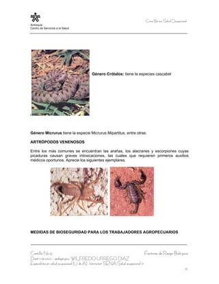 Curso Bá sico Salud Ocupacional
Antioquia
Centro de Servicios a la Salud




                                           Género Crótalos: tiene la especies cascabel




Género Micrurus tiene la especie Micrurus Mipartitus, entre otras.

ARTRÓPODOS VENENOSOS

Entre los más comunes se encuentran las arañas, los alacranes y escorpiones cuyas
picaduras causan graves intoxicaciones, las cuales que requieren primeros auxilios
médicos oportunos. Aprecie los siguientes ejemplares.




MEDIDAS DE BIOSEGURIDAD PARA LOS TRABAJADORES AGROPECUARIOS




Cartilla No 9                                                                      Factores de Riesgo Bioló gicos
Diseñ o té cnico – pedagó gico, WILFREDO URREGO DIAZ
Especialista en salud ocupacional (U de A), Instructor SENA Salud ocupacional 21
                                                                                                                21
 