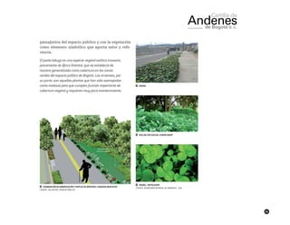 45
paisajística del espacio público y con la vegetación
como elemento simbólico que aporta valor y refe-
rencia.
El pasto kikuyo es una especie vegetal exótica invasora,
proveniente de África Oriental, que se estableció de
manera generalizada como cobertura en las zonas
verdes del espacio público de Bogotá. Los arvenses, por
su parte, son aquellas plantas que han sido asemejadas
como malezas pero que cumplen función importante de
cobertura vegetal y requieren muy poco mantenimiento.
██ Combinación de arborización y empleo de arvenses. Esquema indicativo.
FUENTE: TALLER DEL ESPACIO PÚBLICO
 
██ Hiedra
 
██ Suelda con suelda: Conmelinasp.
 
██ Trebol: Trifoliumsp
Fuente: Secretaría Distrital de Ambiente - SDA
 