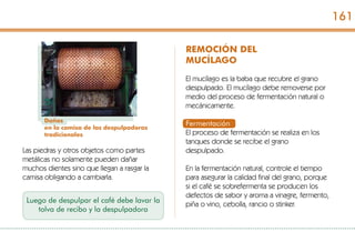 Las piedras y otros objetos como partes
metálicas no solamente pueden dañar
muchos dientes sino que llegan a rasgar la
camisa obligando a cambiarla.
Daños
en la camisa de las despulpadoras
tradicionales
Luego de despulpar el café debe lavar la
tolva de recibo y la despulpadora
REMOCIÓN DEL
MUCÍLAGO
El mucílago es la baba que recubre el grano
despulpado. El mucílago debe removerse por
medio del proceso de fermentación natural o
mecánicamente.
Fermentación
El proceso de fermentación se realiza en los
tanques donde se recibe el grano
despulpado.
En la fermentación natural, controle el tiempo
para asegurar la calidad final del grano, porque
si el café se sobrefermenta se producen los
defectos de sabor y aroma a vinagre, fermento,
piña o vino, cebolla, rancio o stinker.
161
 