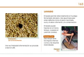 Una vez finalizada la fermentación se procede
a lavar el café.
Evaluación
de la fermentación
LAVADO
El lavado permite retirar totalmente el mucílago
fermentado del grano. Use agua limpia para
evitar defectos como el grano manchado,
sucio, el sabor a fermento y la contaminación.
El lavado puede
hacerse en el mismo
tanque, o pasarse al
canal de correteo.
Tanque Tina
Este tanque tiene
los ángulos internos
curvos y las esquinas
redondeadas.
Tanque
tina
163
 
