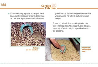 En el cuarto enjuague se echa agua hasta
cinco centímetros por encima de la masa
de café y se agita para retirar los flotes o
granos vanos. Se hace luego el drenaje final
y la descarga. Por último, debe lavarse el
tanque.
El lavado del café fermentado producido
por 500 kilos de café cereza (8,3@ de cps),
toma unos 30 minutos, incluyendo el tiempo
de descarga.
Retiro
de las pasillas
Descarga
del tanque
tina
166
 