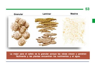53
   Granular                    Laminar                    Masiva




La mejor para el cafeto es la granular porque las raíces crecen y penetran
     fácilmente y las plantas encuentran los nutrimentos y el agua.
 