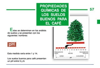 PROPIEDADES
                                   QUÍMICAS DE    57
                                        SUELOS
                                    LOS SUELOS
                                           PARA
                                   BUENOS PARA
                                      EL CAFÉ
  E stas se determinan en los análisis
de suelos y se presentan con los
siguientes nombres:



 pH
Esta medida varía entre 1 y 14.

Los suelos buenos para café presentan
un pH entre 5 y 6.
 