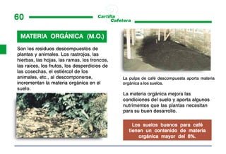 60

 MATERIA ORGÁNICA (M.O.)
 MATERIA          (M.O.)
Son los residuos descompuestos de
plantas y animales. Los rastrojos, las
hierbas, las hojas, las ramas, los troncos,
las raíces, los frutos, los desperdicios de
las cosechas, el estiércol de los
animales, etc., al descomponerse,             La pulpa de café descompuesta aporta materia
incrementan la materia orgánica en el         orgánica a los suelos.
suelo.
                                              La materia orgánica mejora las
                                              condiciones del suelo y aporta algunos
                                              nutrimentos que las plantas necesitan
                                              para su buen desarrollo.

                                                  Los suelos buenos para café
                                                tienen un contenido de materia
                                                    orgánica mayor del 8%.
 