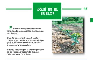¿QUÉ ES EL   45
                                   SUELO?
                                   SUELO?



  El suelo es la capa superior de la
tierra donde se desarrollan las raíces de
las plantas.

El suelo es esencial para el cafeto
porque le proporciona el anclaje, el agua
y los nutrimentos necesarios para su
crecimiento y producción.

El suelo se forma por la descomposición
de las rocas por acción del aire, del
calor, del frío y de la lluvia.
 