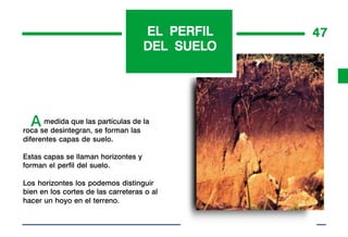 EL PERFIL   47
                                     DEL SUELO
                                         SUELO




  Ase desintegran, se forman las la
roca
     medida que las partículas de

diferentes capas de suelo.

Estas capas se llaman horizontes y
forman el perfil del suelo.

Los horizontes los podemos distinguir
bien en los cortes de las carreteras o al
hacer un hoyo en el terreno.
 