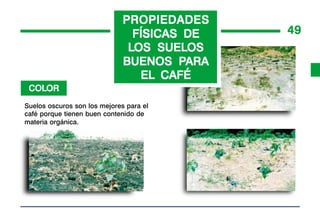 PROPIEDADES
                                FÍSICAS DE    49
                                    SUELOS
                               LOS SUELOS
                                       PARA
                              BUENOS PARA
                                 EL CAFÉ
 COLOR
 COLOR
Suelos oscuros son los mejores para el
café porque tienen buen contenido de
materia orgánica.
 