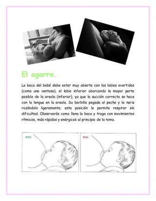 El agarre.
La boca del bebé debe estar muy abierta con los labios evertidos
(como una ventosa), el labio inferior abarcando la mayor parte
posible de la areola (inferior), ya que la succión correcta se hace
con la lengua en la areola. Su barbilla pegada al pecho y la nariz
rozándolo ligeramente; esta posición le permite respirar sin
dificultad. Observarás como llena la boca y traga con movimientos
rítmicos, más rápidos y enérgicos al principio de la toma.
 