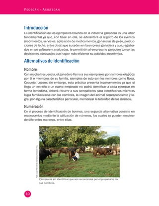 10
Fedegán - Asistegán
Introducción
La identificación de los ejemplares bovinos en la industria ganadera es una labor
fundamental ya que, con base en ella, se adelantará el registro de los eventos
(nacimientos, servicios, aplicación de medicamentos, ganancias de peso, produc-
ciones de leche, entre otros) que suceden en la empresa ganadera y que, registra-
dos en un software y analizados, le permitirán al empresario ganadero tomar las
decisiones adecuadas que hagan más eficiente su actividad económica.
Alternativas de identificación
Nombre
Con mucha frecuencia, el ganadero llama a sus ejemplares por nombres elegidos
por él o miembros de su familia, ejemplos de esto son los nombres como Rosa,
Coqueta, Lucero; sin embargo, esta práctica presenta inconvenientes ya que si
llega un extraño o un nuevo empleado no podrá identificar a cada ejemplar en
forma inmediata, deberá recurrir a sus compañeros para identificarlos mientras
logra familiarizarse con los nombres, la imagen del animal correspondiente y lo-
gra, por alguna característica particular, memorizar la totalidad de los mismos.
Numeración
En el proceso de identificación de bovinos, una segunda alternativa consiste en
reconocerlos mediante la utilización de números, los cuales se pueden emplear
de diferentes maneras, entre ellas:
Foto:JuanFernandoCardona,Fedegán-fng.
Ejemplares sin identificar que son reconocidos por el propietario por
sus nombres.
 