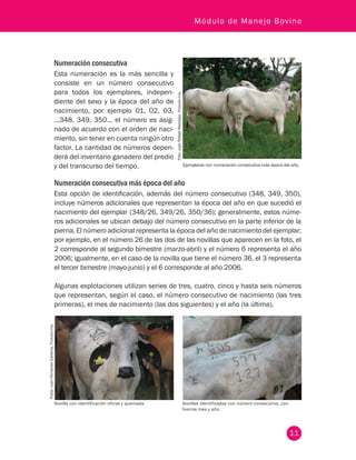 11
Módulo de Manejo Bovino
Numeración consecutiva
Esta numeración es la más sencilla y
consiste en un número consecutivo
para todos los ejemplares, indepen-
diente del sexo y la época del año de
nacimiento, por ejemplo 01, 02, 03,
...348, 349, 350... el número es asig-
nado de acuerdo con el orden de naci-
miento, sin tener en cuenta ningún otro
factor. La cantidad de números depen-
derá del inventario ganadero del predio
y del transcurso del tiempo.
Foto:JuanRafaelRestrepo.Fedegán-fng.
Ejemplares con numeración consecutiva más época del año.
Numeración consecutiva más época del año
Esta opción de identificación, además del número consecutivo (348, 349, 350),
incluye números adicionales que representan la época del año en que sucedió el
nacimiento del ejemplar (348/26, 349/26, 350/36); generalmente, estos núme-
ros adicionales se ubican debajo del número consecutivo en la parte inferior de la
pierna. El número adicional representa la época del año de nacimiento del ejemplar;
por ejemplo, en el número 26 de las dos de las novillas que aparecen en la foto, el
2 corresponde al segundo bimestre (marzo-abril) y el número 6 representa el año
2006; igualmente, en el caso de la novilla que tiene el número 36, el 3 representa
el tercer bimestre (mayo-junio) y el 6 corresponde al año 2006.
Algunas explotaciones utilizan series de tres, cuatro, cinco y hasta seis números
que representan, según el caso, el número consecutivo de nacimiento (las tres
primeras), el mes de nacimiento (las dos siguientes) y el año (la última).
Fotos:JuanFernandoCardona,Fedegán-fng.	
Novilla con identificación oficial y quemada. Novillas identificadas con número consecutivo, con
hierros mes y año.
 