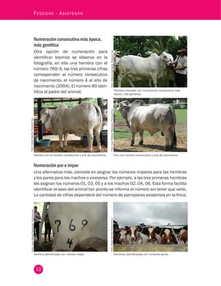 12
Fedegán - Asistegán
Numeración consecutiva más época,
más genética
Otra opción de numeración para
identificar bovinos se observa en la
fotografía, en ella una hembra con el
número 769/4, las tres primeras cifras
corresponden al número consecutivo
de nacimiento, el número 4 al año de
nacimiento (2004). El número 80 iden-
tifica al padre del animal. Hembra marcada con numeración consecutiva más
época, más genética.
	Foto:JuanRafaelRestrepo,Fedegán-fngFoto:AlfonsoSantana.Fedegán-fng.
Hembra con el número consecutivo y año de nacimiento. Toro con número consecutivo y año de nacimiento.
Numeración par e impar
Una alternativa más, consiste en asignar los números impares para las hembras
y los pares para los machos o viceversa. Por ejemplo, a las tres primeras hembras
les asignan los números 01, 03, 05 y a los machos 02, 04, 06. Esta forma facilita
identificar el sexo del animal tan pronto se informa el número sin tener que verlo.
La cantidad de cifras dependerá del número de ejemplares existentes en la finca.
Foto:JuanRafaelRestrepo,Fedegán-fng.
Hembra identificada con número impar.		 Hembras identificadas con numeros pares.
Foto:CesarGarcía,Fedegán-fng.
	Foto:CésarGarcía,Fedegán-fng.
 