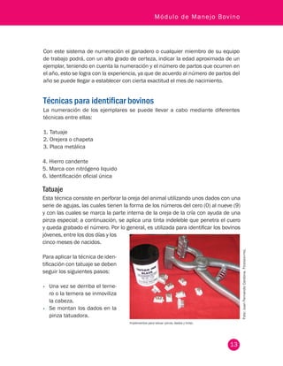 13
Módulo de Manejo Bovino
Con este sistema de numeración el ganadero o cualquier miembro de su equipo
de trabajo podrá, con un alto grado de certeza, indicar la edad aproximada de un
ejemplar, teniendo en cuenta la numeración y el número de partos que ocurren en
el año, esto se logra con la experiencia, ya que de acuerdo al número de partos del
año se puede llegar a establecer con cierta exactitud el mes de nacimiento.
Técnicas para identificar bovinos
La numeración de los ejemplares se puede llevar a cabo mediante diferentes
técnicas entre ellas:
1.	Tatuaje
2.	Orejera o chapeta
3.	Placa metálica
Foto:JuanFernandoCardona.Fedegán-fng.
Implementos para tatuar (pinza, dados y tinta).
4.	Hierro candente
5.	Marca con nitrógeno liquido
6.	Identificación oficial única
Tatuaje
Esta técnica consiste en perforar la oreja del animal utilizando unos dados con una
serie de agujas, las cuales tienen la forma de los números del cero (0) al nueve (9)
y con las cuales se marca la parte interna de la oreja de la cría con ayuda de una
pinza especial; a continuación, se aplica una tinta indeleble que penetra el cuero
y queda grabado el número. Por lo general, es utilizada para identificar los bovinos
jóvenes, entre los dos días y los
cinco meses de nacidos.
Para aplicar la técnica de iden-
tificación con tatuaje se deben
seguir los siguientes pasos:
•	 Una vez se derriba el terne-
ro o la ternera se inmoviliza
la cabeza.
•	 Se montan los dados en la
pinza tatuadora.
 