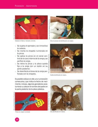 16
Fedegán - Asistegán
Pinza con orejera numerada.
Orejeras en blanco, marcador y lanceta. Cría en proceso de identificación con orejera.
Novilla identificada con orejera.
	
Cría identificada con orejera.
Foto:JuanFernandoCardona,Fedegán-fng.Foto:JuanFernandoCardona,Fedegán-fng.
Foto:JuanFernandoCardona,Fedegán-fng.Foto:JuanRafaelRestrepo,Fedegán-fng.Foto:JuanRafaelRestrepo,Fedegán-fng.
•	 Se sujeta el ejemplar y se inmoviliza
la cabeza.
•	 Se monta la chapeta numerada en
la pinza.
•	 Se aplica la pinza en el canal cen-
tral de la cara interna de la oreja y se
perfora la oreja.
•	 Se retira la pinza y la placa queda
fija a la oreja con un botón en su
parte posterior.
•	 Se desinfecta el área de la oreja per-
forada con la chapeta.
Esposiblecolocarenellaunanumeración
consecutiva, que indica la fecha de naci-
miento; incluso, algunos ganaderos acos-
tumbran a colocar el nombre del padre en
la parte posterior de la placa plástica.
 