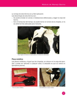 17
Módulo de Manejo Bovino
La ventaja de esta técnica es su fácil aplicación
Las desventajas de esta técnica son:
•	 Se puede enredar en cercas o instalaciones defectuosas y rasgar la oreja del
bovino.
•	 Con el transcurso del tiempo, se puede borrar el número de la chapeta, si no
se utilizó la tinta adecuada para marcarla.
Oreja rasgada al enredarse la chapeta plástica en instalaciones defectuosas.
Pinza con placas metálicas. Cría identificada con placa metálica.
Foto:JuanFernandoCardona,Fedegán-fng.
Foto:JuanFernandoCardona,Fedegán-fng.
Foto:JuanRafaelRestrepo,Fedegán-fng.
Placa metálica
Las placas metálicas, al igual que las chapetas, se colocan en la oreja del ejem-
plar y puede ser aplicada a cualquier edad, lo deseable es que se realice en
ejemplares jóvenes.
 