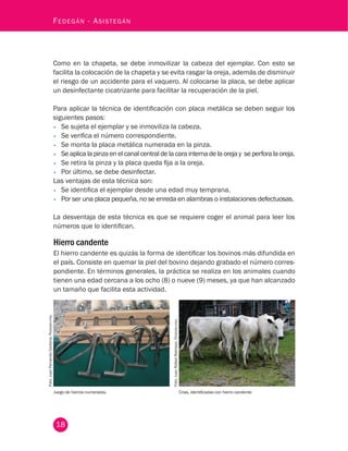 18
Fedegán - Asistegán
Como en la chapeta, se debe inmovilizar la cabeza del ejemplar. Con esto se
facilita la colocación de la chapeta y se evita rasgar la oreja, además de disminuir
el riesgo de un accidente para el vaquero. Al colocarse la placa, se debe aplicar
un desinfectante cicatrizante para facilitar la recuperación de la piel.
Para aplicar la técnica de identificación con placa metálica se deben seguir los
siguientes pasos:
•	 Se sujeta el ejemplar y se inmoviliza la cabeza.
•	 Se verifica el número correspondiente.
•	 Se monta la placa metálica numerada en la pinza.
•	 Se aplica la pinza en el canal central de la cara interna de la oreja y se perfora la oreja.
•	 Se retira la pinza y la placa queda fija a la oreja.
•	 Por último, se debe desinfectar.
Las ventajas de esta técnica son:
•	 Se identifica el ejemplar desde una edad muy temprana.
•	 Por ser una placa pequeña, no se enreda en alambras o instalaciones defectuosas.
La desventaja de esta técnica es que se requiere coger el animal para leer los
números que lo identifican.
Hierro candente
El hierro candente es quizás la forma de identificar los bovinos más difundida en
el país. Consiste en quemar la piel del bovino dejando grabado el número corres-
pondiente. En términos generales, la práctica se realiza en los animales cuando
tienen una edad cercana a los ocho (8) o nueve (9) meses, ya que han alcanzado
un tamaño que facilita esta actividad.
Juego de hierros numerados. Crias, identificadas con hierro candente.
Foto:JuanFernandoCardona,Fedegán-fng.
Foto:JuanRafaelRestrepo,Fedegán-fng.
 
