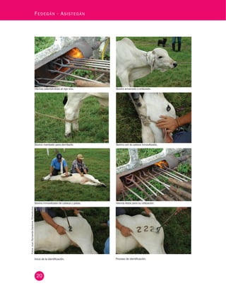 20
Fedegán - Asistegán
Bovino amarrado o enlazado.
Bovino con la cabeza inmovilizada.
Hierros calentándose al rojo vivo.
Bovino maneado para derribarlo.
Fotos:JuanFernandoCardona,Fedegán-fng.
Inicio de la identificación.
Hierros listos para su utilización.
Proceso de identificación.
Bovino inmovilizado de cabeza y patas.
 