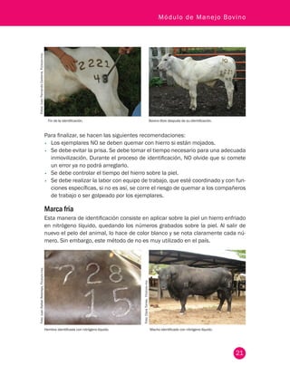 21
Módulo de Manejo Bovino
Fin de la identificación. Bovino libre después de su identificación.
Fotos:JuanFernandoCardona,Fedegán-fng.
Para finalizar, se hacen las siguientes recomendaciones:
•	 Los ejemplares NO se deben quemar con hierro si están mojados.
•	 Se debe evitar la prisa. Se debe tomar el tiempo necesario para una adecuada
inmovilización. Durante el proceso de identificación, NO olvide que si comete
un error ya no podrá arreglarlo.
•	 Se debe controlar el tiempo del hierro sobre la piel.
•	 Se debe realizar la labor con equipo de trabajo, que esté coordinado y con fun-
ciones específicas, si no es así, se corre el riesgo de quemar a los compañeros
de trabajo o ser golpeado por los ejemplares.
Marca fría
Esta manera de identificación consiste en aplicar sobre la piel un hierro enfriado
en nitrógeno líquido, quedando los números grabados sobre la piel. Al salir de
nuevo el pelo del animal, lo hace de color blanco y se nota claramente cada nú-
mero. Sin embargo, este método de no es muy utilizado en el país.
Hembra identificada con nitrógeno liquido. Macho identificado con nitrógeno líquido.
Foto:JuanRafaelRestrepo,Fedegán-fng.
Foto:ClaraTorres,Fedegán-fng
 