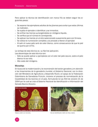 22
Fedegán - Asistegán
Para aplicar la técnica de identificación con marca fría se deben seguir los si-
guientes pasos:
•	 Se separan los ejemplares adultos de los jóvenes para evitar que estos últimos
se maltraten.
•	 Se sujeta el ejemplar a identificar y se inmoviliza.
•	 Se enfrían los hierros sumergiéndolos en nitrógeno líquido.
•	 Se verifica que el número le corresponde.
•	 Se aplican los hierros en el sitio seleccionado suavemente pero con firmeza.
•	 Se coloca la numeración completa y se procede a liberar al ejemplar
•	 Al salir el nuevo pelo será de color blanco, como consecuencia de que la piel
se quema por el frío.
La ventaja de esta técnica es su fácil de aplicación.
Las desventajas de esta técnica son:
•	 Sólo se puede aplicar a ejemplares con el color del pelo oscuro, sobre el pelo
blanco no se nota.
•	 Alto costo del nitrógeno.
Microchips
En busca de la modernización y la reconversión del sector ganadero y en atención
a los lineamientos de la ganadería mundial, el Gobierno Nacional, con la direc-
ción del Ministerio de Agricultura y Desarrollo Rural y el apoyo de la Federación
Colombiana de Ganaderos Fedegán, iniciaron el proceso de normalización de la
trazabilidad de los bovinos en el país, formulando la Ley 914 de octubre 21 de
2004 por la cual se crea el Sistema Nacional de Identificación e Información del
Ganado Bovino (Sinigán).
Orejera y botón con microchip. Cría con identificación, botón con chip y orejera.
Fotos:JuanFernandoCardona,Fedegán-fng.
Foto:JuanRafaelRestrepo,Fedegán-fng.
Botón con microchip
Placa plástica con código de barras y número
Número correcto
 