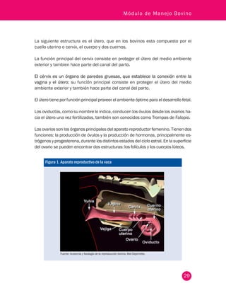 29
Módulo de Manejo Bovino
La siguiente estructura es el útero, que en los bovinos esta compuesto por el
cuello uterino o cervix, el cuerpo y dos cuernos.
La función principal del cervix consiste en proteger el útero del medio ambiente
exterior y tambien hace parte del canal del parto.
El cérvix es un órgano de paredes gruesas, que establece la conexión entre la
vagina y el útero; su función principal consiste en proteger el útero del medio
ambiente exterior y también hace parte del canal del parto.
El útero tiene por función principal proveer el ambiente óptimo para el desarrollo fetal.
Los oviductos, como su nombre lo indica, conducen los óvulos desde los ovarios ha-
cia el útero una vez fertilizados, también son conocidos como Trompas de Falopio.
Los ovarios son los órganos principales del aparato reproductor femenino. Tienen dos
funciones: la producción de óvulos y la producción de hormonas, principalmente es-
trógenos y progesterona, durante los distintos estados del ciclo estral. En la superficie
del ovario se pueden encontrar dos estructuras: los folículos y los cuerpos lúteos.
Figura 1. Aparato reproductivo de la vaca
Fuente: Anatomía y fisiología de la reproducción bovina. Mel Dejarnette.
 