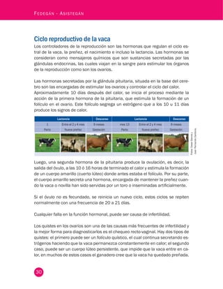 30
Fedegán - Asistegán
Ciclo reproductivo de la vaca
Los controladores de la reproducción son las hormonas que regulan el ciclo es-
tral de la vaca, la preñez, el nacimiento e incluso la lactancia. Las hormonas se
consideran como mensajeros químicos que son sustancias secretadas por las
glándulas endocrinas, las cuales viajan en la sangre para estimular los órganos
de la reproducción como son los ovarios.
Las hormonas secretadas por la glándula pituitaria, situada en la base del cere-
bro son las encargadas de estimular los ovarios y controlar el ciclo del calor.
Aproximadamente 10 días después del calor, se inicia el proceso mediante la
acción de la primera hormona de la pituitaria, que estimula la formación de un
folículo en el ovario. Este folículo segrega un estrógeno que a los 10 u 11 días
produce los signos de calor.
Lactancia Descanso Lactancia Descanso
1 Entre el 2 y 4 mes 9 meses mes 13 Entre el 2 y 4 mes 9 meses
Parto Nueva preñez Gestación Parto Nueva preñez Gestación
Fotos:CesarGarcíay
JuanFernandoCardona.
Luego, una segunda hormona de la pituitaria produce la ovulación, es decir, la
salida del óvulo, a las 10 ó 16 horas de terminado el calor y estimula la formación
de un cuerpo amarillo (cuerto lúteo) donde antes estaba el folículo. Por su parte,
el cuerpo amarillo secreta una hormona, encargada de mantener la preñez cuan-
do la vaca o novilla han sido servidas por un toro o inseminadas artificialmente.
Si el óvulo no es fecundado, se reinicia un nuevo ciclo, estos ciclos se repiten
normalmente con una frecuencia de 20 a 21 días.
Cualquier falla en la función hormonal, puede ser causa de infertilidad.
Los quistes en los ovarios son una de las causas más frecuentes de infertilidad y
la mejor forma para diagnosticarlos es el chequeo recto-vaginal. Hay dos tipos de
quistes: el primero puede ser un folículo quístico, el cual continua secretando es-
trógenos haciendo que la vaca permanezca constantemente en calor; el segundo
caso, puede ser un cuerpo lúteo persistente, que impide que la vaca entre en ca-
lor, en muchos de estos casos el ganadero cree que la vaca ha quedado preñada.
 