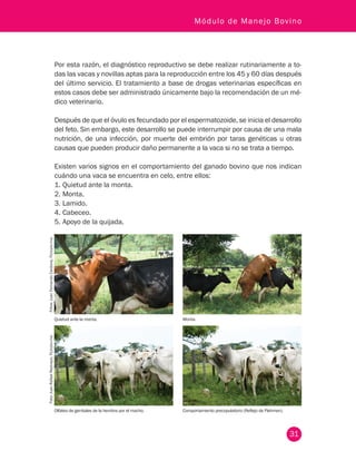31
Módulo de Manejo Bovino
Por esta razón, el diagnóstico reproductivo se debe realizar rutinariamente a to-
das las vacas y novillas aptas para la reproducción entre los 45 y 60 días después
del último servicio. El tratamiento a base de drogas veterinarias específicas en
estos casos debe ser administrado únicamente bajo la recomendación de un mé-
dico veterinario.
Después de que el óvulo es fecundado por el espermatozoide, se inicia el desarrollo
del feto. Sin embargo, este desarrollo se puede interrumpir por causa de una mala
nutrición, de una infección, por muerte del embrión por taras genéticas u otras
causas que pueden producir daño permanente a la vaca si no se trata a tiempo.
Existen varios signos en el comportamiento del ganado bovino que nos indican
cuándo una vaca se encuentra en celo, entre ellos:
1.	Quietud ante la monta.
2.	Monta.
3.	Lamido.
4.	Cabeceo.
5.	Apoyo de la quijada.
Quietud ante la monta.
Olfateo de genitales de la hembra por el macho.
Monta.
Comportamiento precopulatorio (Reflejo de Flehmen).
Fotos:JuanFernandoCardona,Fedegán-fng.Foto:JuanRafaelRestrepo,Fedegán-fng
 